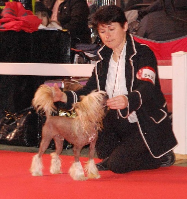 Kokeshi 'c Dogs - Cisco   Champion de France